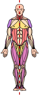 human musculature, with line of symmetry